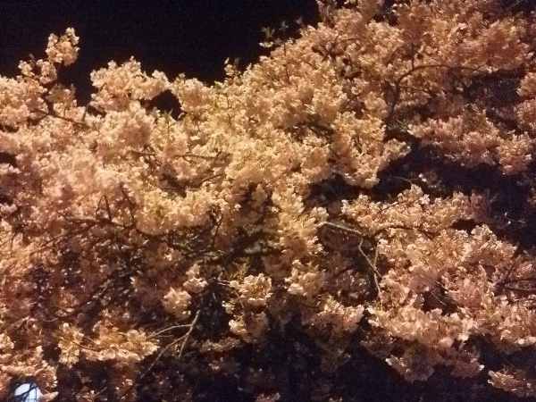 河津夜桜3